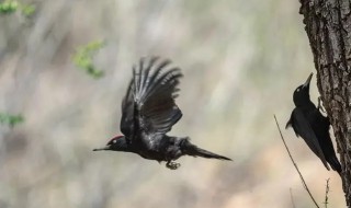 啄木鸟是国家保护动物吗（啄木鸟是国家保护的吗）