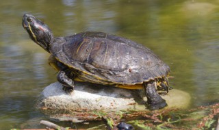 枯叶龟如何养好（枯叶龟寿命）
