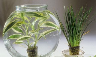 寒冷天气家里适合放什么植物 冬天客厅里能摆放什么耐寒植物