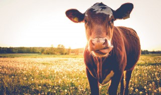 牛腩肉是牛的哪个部位 牛腩肉是牛的哪个部位图片