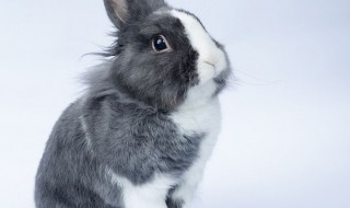 如何养好一只荷兰兔（养荷兰兔要注意什么）