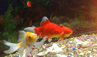 如何在小鱼缸里养好金鱼（鱼缸养金鱼的技巧）