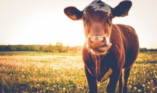 如何养好种公畜 养殖畜牧业是什么