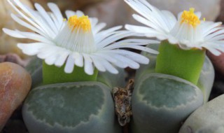 如何养好屁屁花 屁股花冬季怎么养