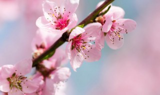 家里放什么花招桃花 家里放什么花能招桃花
