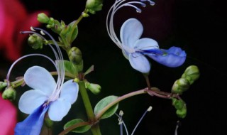 蓝蝴蝶花可以种阳台吗（蓝蝴蝶花可以地栽吗）