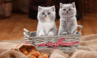 小猫咪要怎么养才聪明（怎么让猫更聪明）