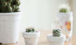 家里养植物要怎么浇水（家里养花怎么浇水）