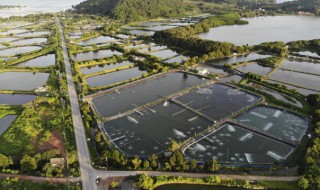 海虾要怎么养挣钱 养虾能挣钱吗