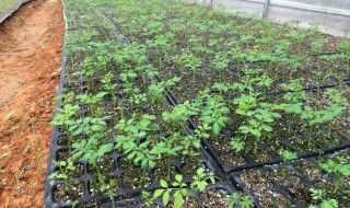 辣木籽怎么种植方法 辣木籽怎样育苗
