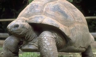 世界上最大的乌龟叫什么 世界上最大的乌龟有多大叫什么名字