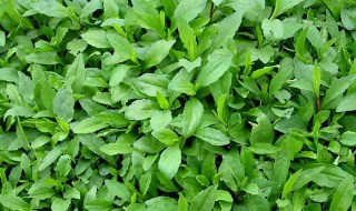 刺儿菜怎么做好吃 刺儿菜怎样做好吃