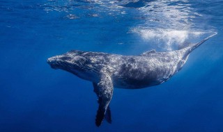鲸鱼为什么会长藤壶 长满藤壶的鲸鱼后来怎么样了