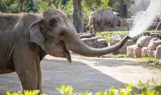 大象用鼻子吸水为什么不会被呛到（大象用鼻子吸水为什么不会被呛到说明文）