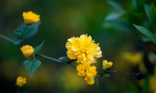 棣棠花什么时候开花（棠棣什么时间开花）