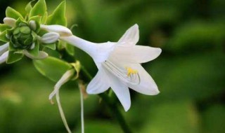 玉簪花什么时候开花（玉簪花在什么时候开）