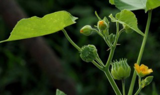 苘麻怎么种 苧麻种植技术