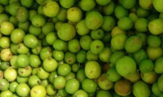 新鲜酸枣怎么保存方法（鲜酸枣的保存方法）