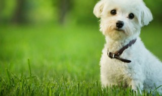 梦见打狗是什么意思 孕妇梦见打狗是什么意思