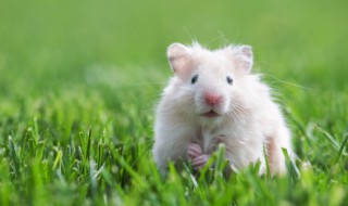 九个月的仓鼠要怎么养（1～2个月的仓鼠怎么养）
