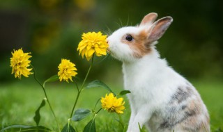 兔子的养殖技术方法和注意事项 兔子的养殖技术方法和注意事项是什么