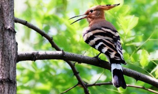 啄木鸟的养殖方法和注意事项 啄木鸟怎么养里养啄木鸟吃什么