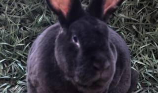黑金兔养殖方法和注意事项 黑金兔子养殖