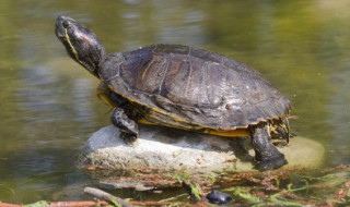 野生乌龟养殖方法和注意事项 野生乌龟家养注意些什么