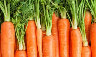 红萝卜的保存方法 红萝卜的保存方法以及功效与作用