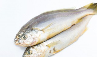 鱼不杀放冰箱冰冻可以吗（鱼是杀过放冰箱冷冻好,还是不杀放冰箱冷冻）