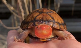 红乌龟的养殖方法和注意事项（乌龟的养殖方法和注意事项）