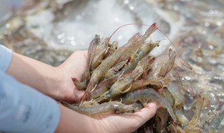 鲜活的小活虾保存方法 新鲜活的小虾怎么保存