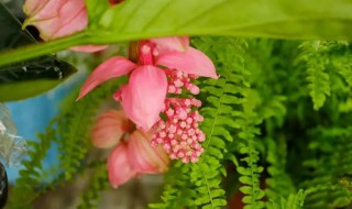 宝莲灯什么时候开花（宝莲灯花什么时候开花）