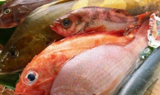 冷藏库鱼类中心温度要求多少合适 冷库的鱼一般冻多久