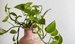 盆栽废弃的枯叶属于什么垃圾 家庭盆栽废弃的叶子属于哪类垃圾