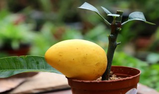 芒果树种植方法和时间 芒果种植需要什么条件