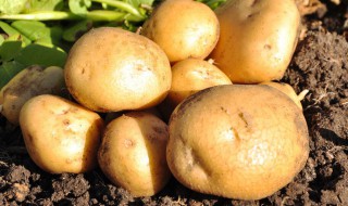 土豆窖藏保存方法 土豆如何窖藏