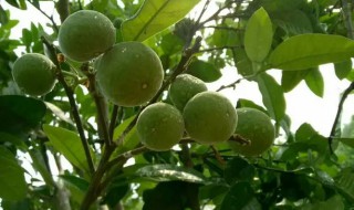 橘红果树种植方法指导 红果树栽培方法