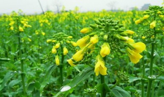 油菜籽什么时候播种（油菜籽什么时候播种什么时候丰收）