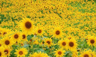 太阳花播种方法 太阳花的播种方法和注意事项