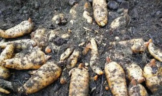 熟料菌材栽培天麻的方法 天麻菌种制作方法