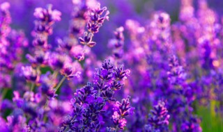 熏衣草几月份播种方法 薰衣草花种子什么时候播种