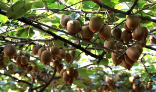 猕猴桃怎么栽培 猕猴桃的栽培技术