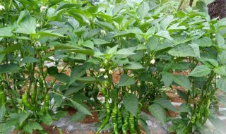 朝天椒的栽培方法 朝天椒的盆栽种植技术
