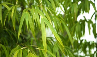 淡竹叶的栽培方法 淡竹叶的生长环境