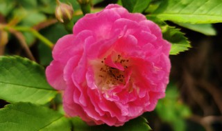 蔷薇花的栽种及注意事项 蔷薇花养殖注意事项