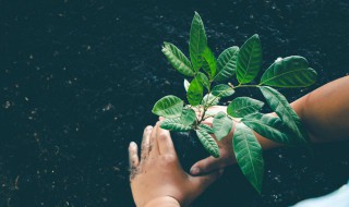 栽种发了芽的桃树苗注意事项 桃树苗种植多久发芽