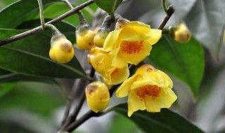 金茶花栽种需要注意什么 金花茶的种植方法及适宜环境