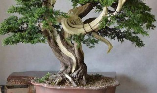 柏树盆栽种植方法及注意事项（柏树的种植方法和注意事项）