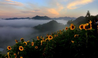 北方什么时候种油葵（华北地区什么时候种油葵）